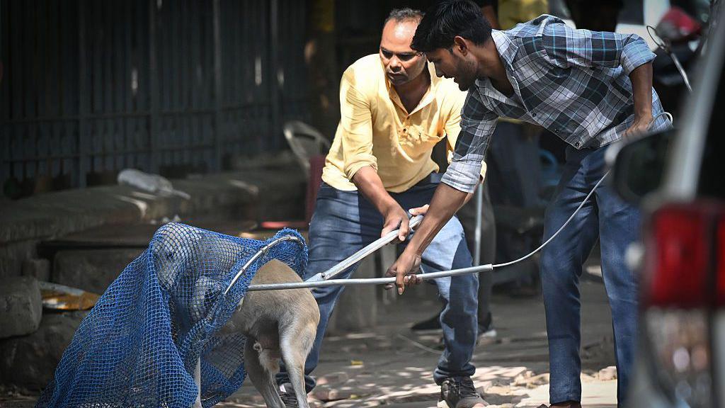 Two veterinary officials in civilian clothes are seen using a net to trap a stray dog in Delhi