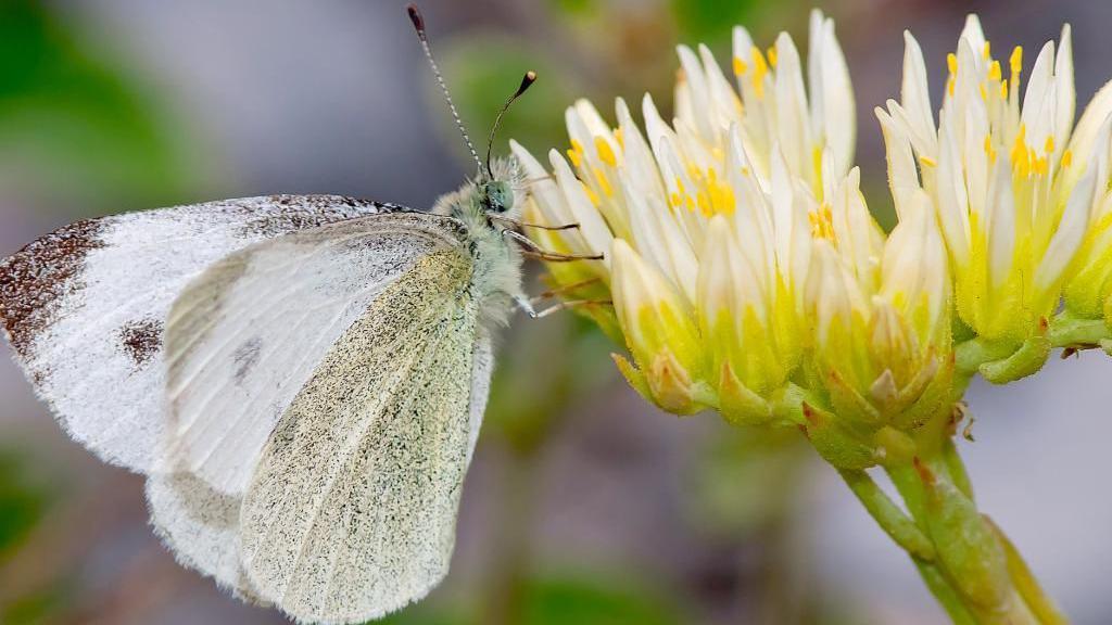 A white butterfly with two black spots is shown from its side as it clings onto a yellow flower.