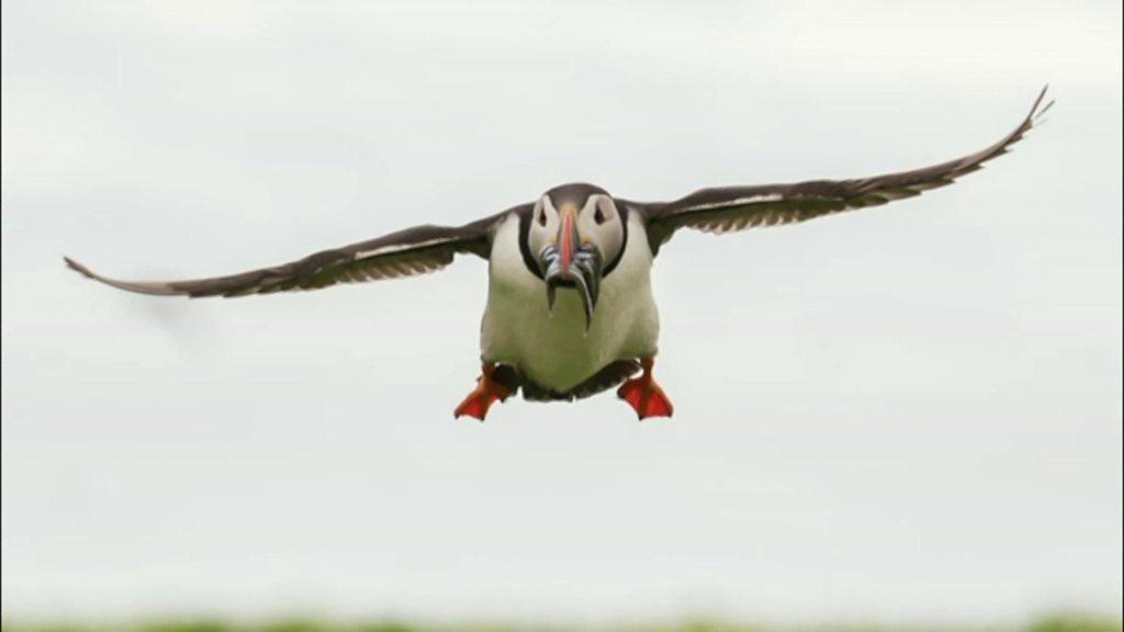 Puffin in flight