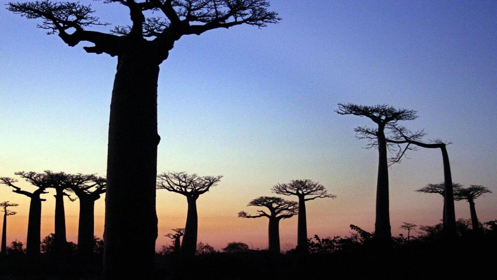 Baobabs in Madagascar