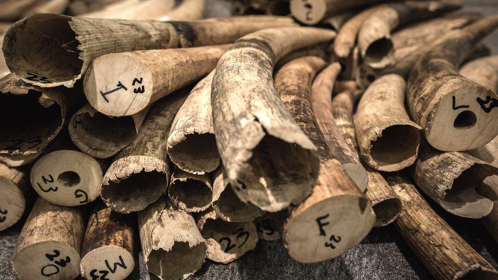 Ivory tusks on display