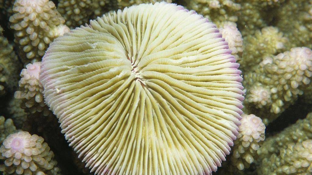 Mushroom coral in the sea