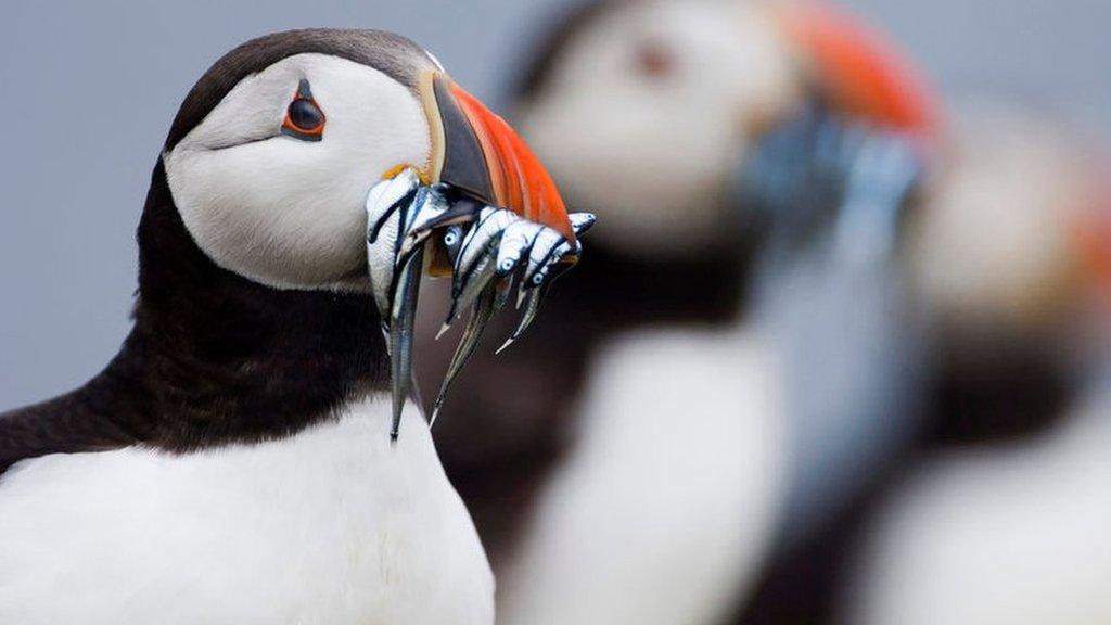 puffins