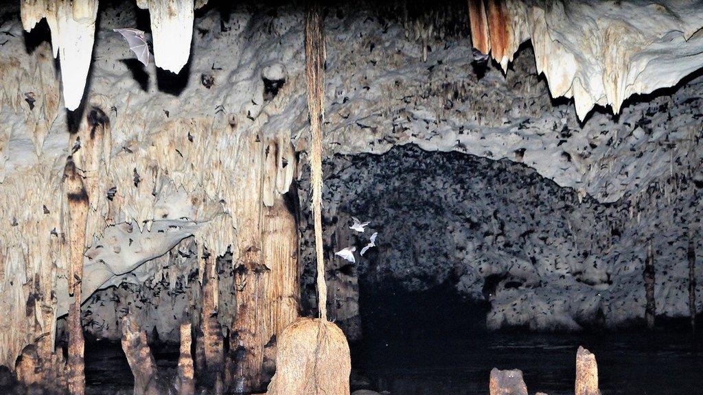 Bats flying around the cave