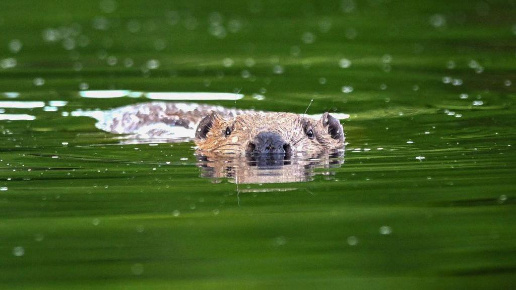 Beaver swimming in water