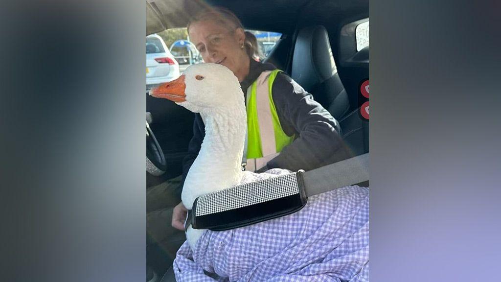 Mel James with Billy in her car. He is covered in a lilac gingham blanket and strapped into the seat with a seatbelt. Mel is in the driver's seat wearing a hi-vis jacket.