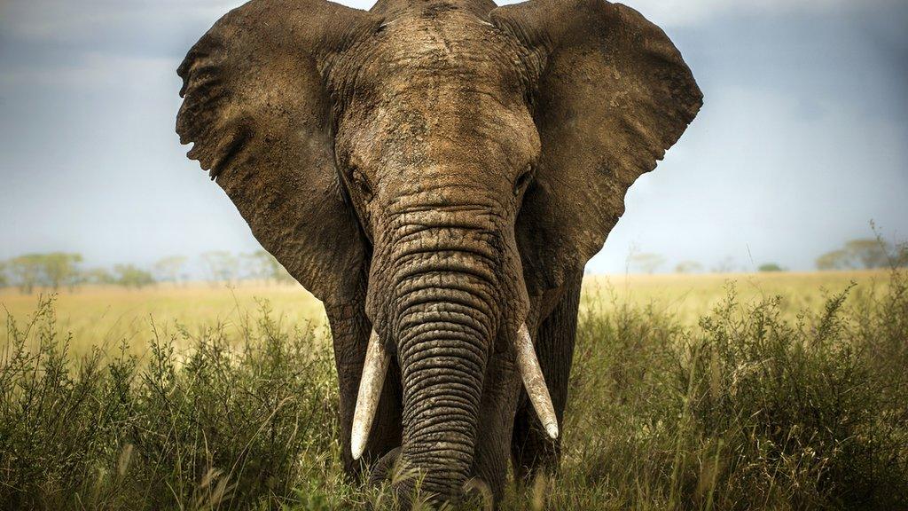 An African elephant