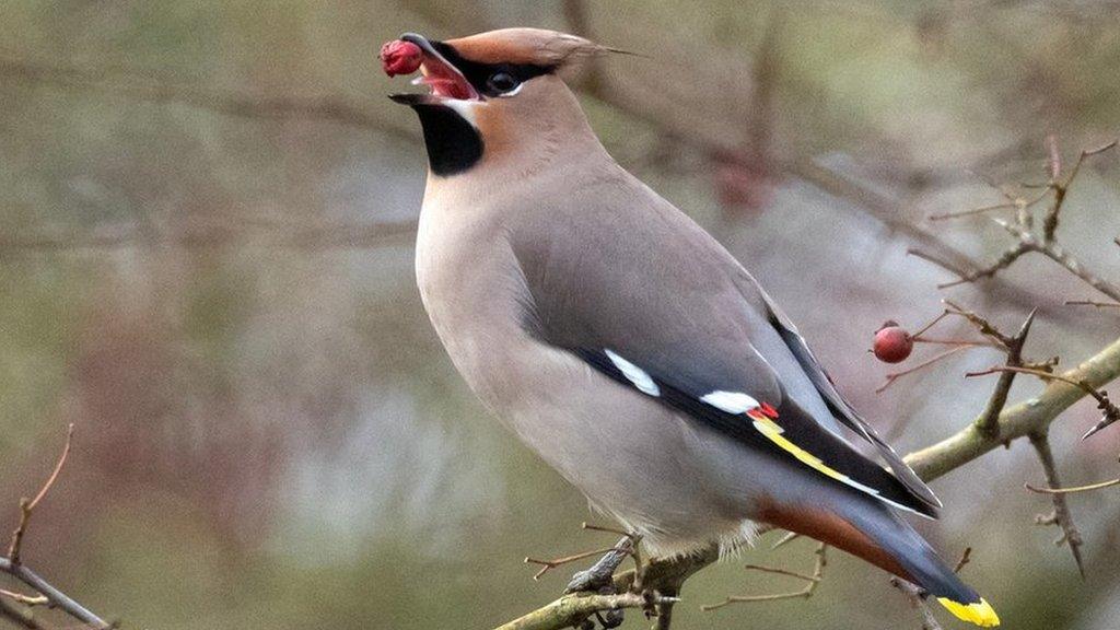 Waxwing