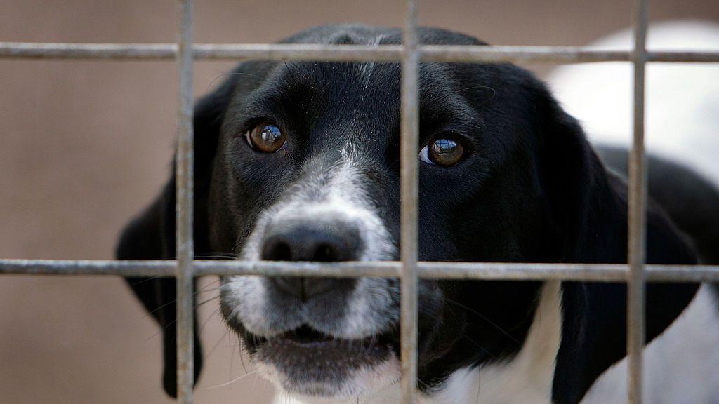 A black and white-coloured dog pictured in a cage. Stock photo.