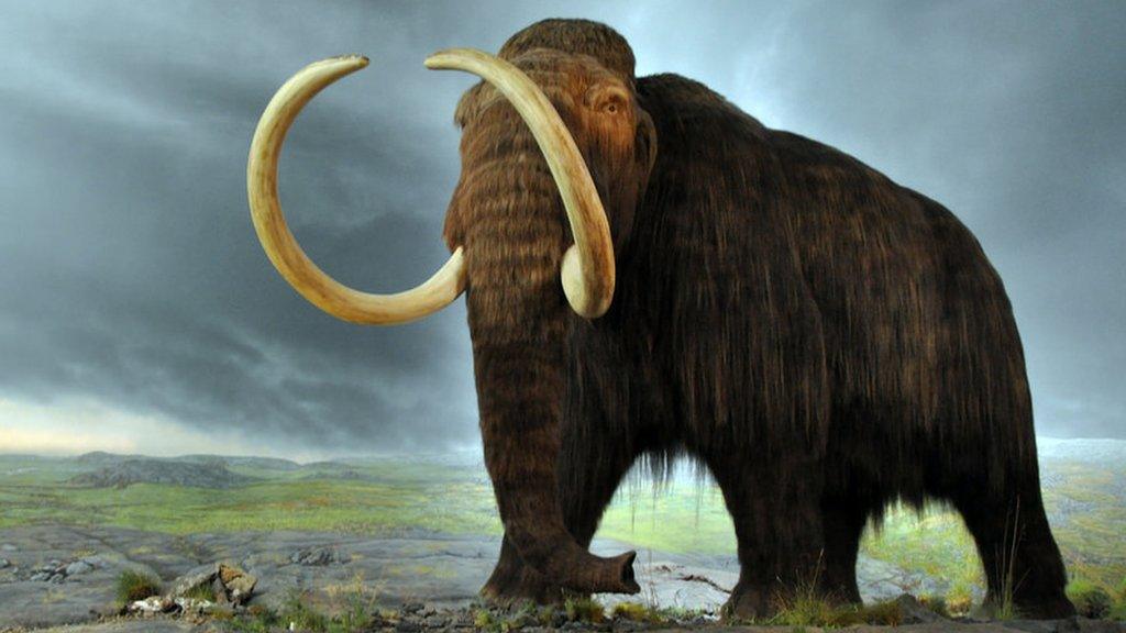 Woolly Mammoth