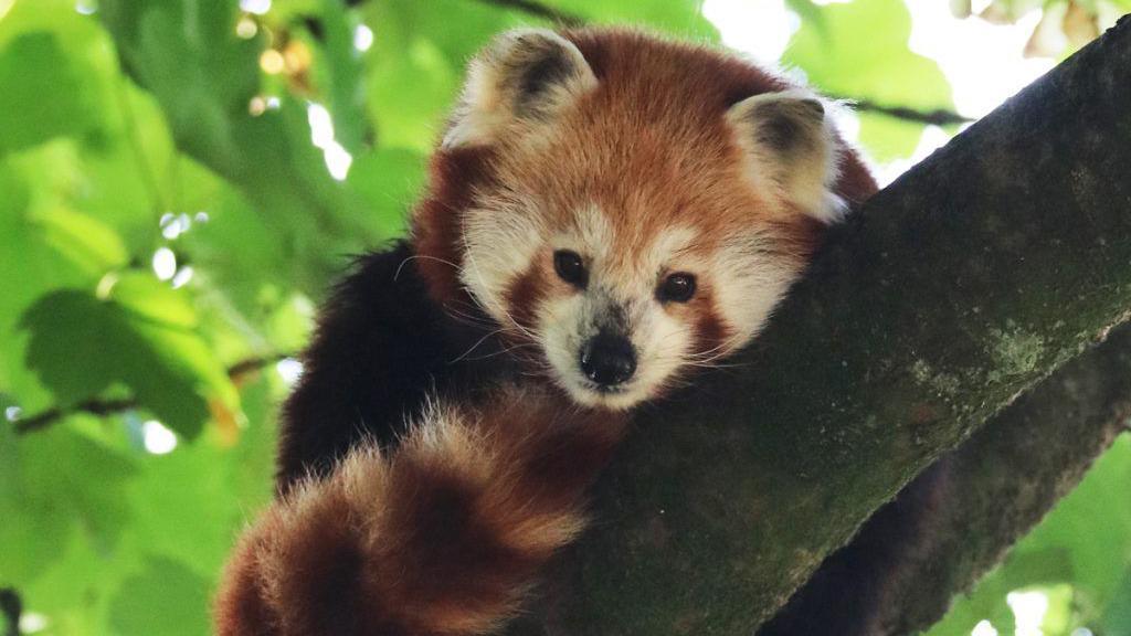 Red panda Suri is lying along a mossy branch under green leaves. Her tail is tucked up towards her face and it is rust-coloured and white stripes. She has black shoulders and her face is a mix of rust-coloured and white fur. She has a black nose, white whiskers and black eyes. She looks like a small bear.