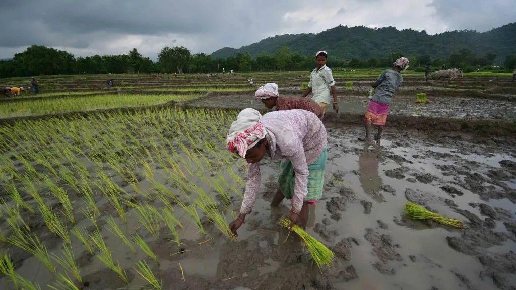 Indian women farmers seen sowing their crop. They cultivate under a hectare on average, while US farmers had over 46 hectares in 2020