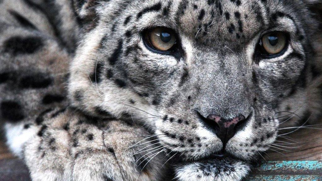 Snow Leopard