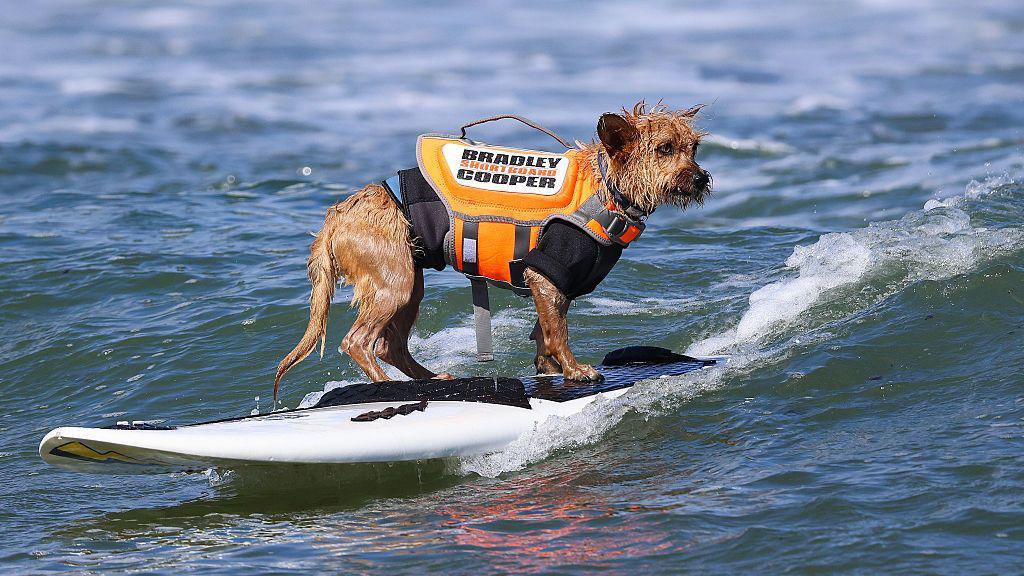 Dog on a surf board.