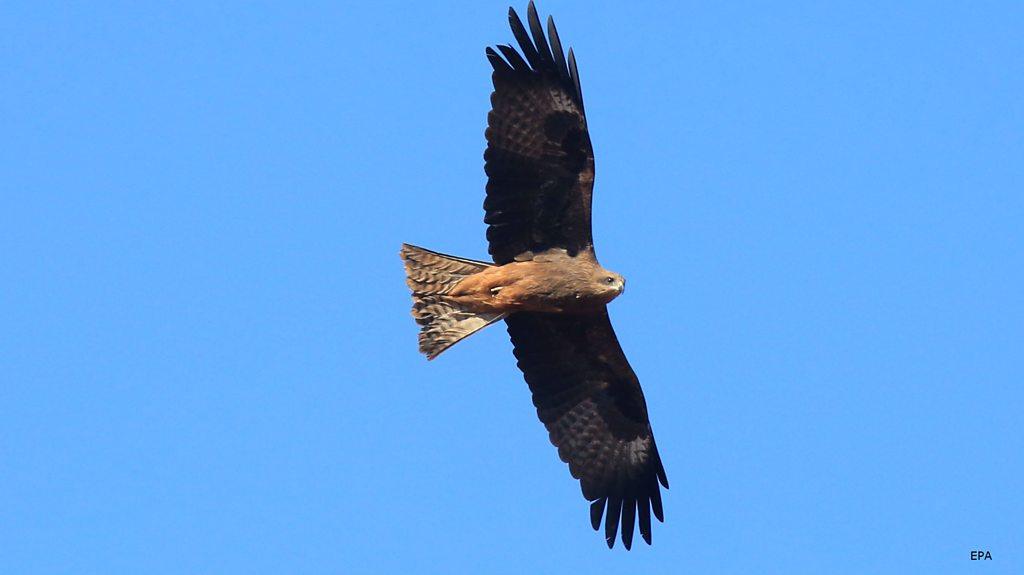 A bird of prey flies in the blue sky