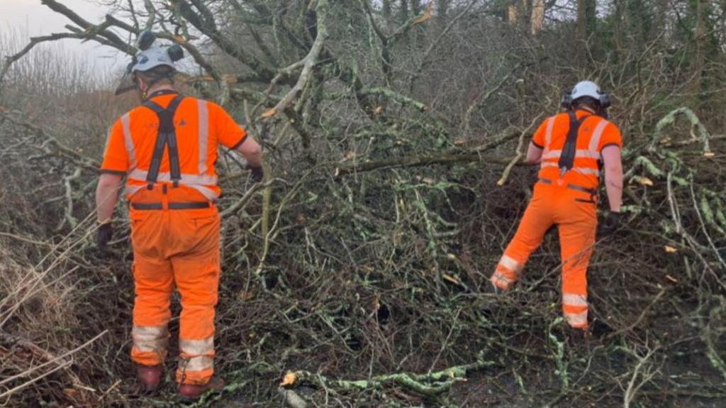 Tree being cleared