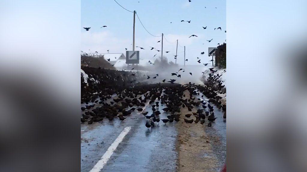 Starlings blocking the road