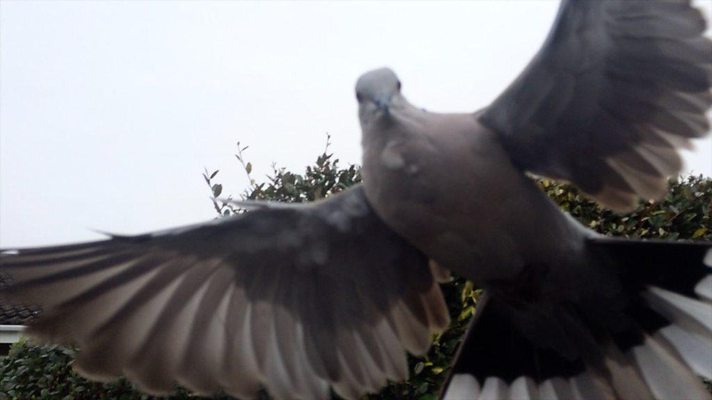 Harold the collared dove