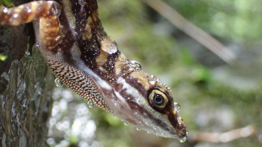 Lizard covered in water droplets