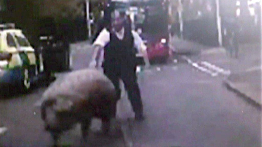 Pig being chased by policeman