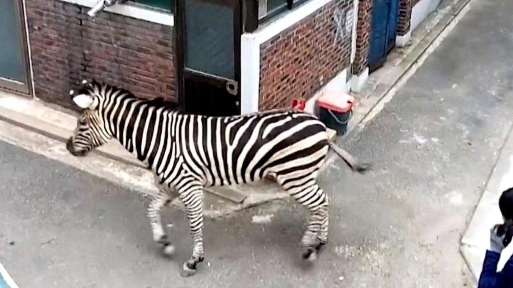 Zebra roaming streets in Seoul