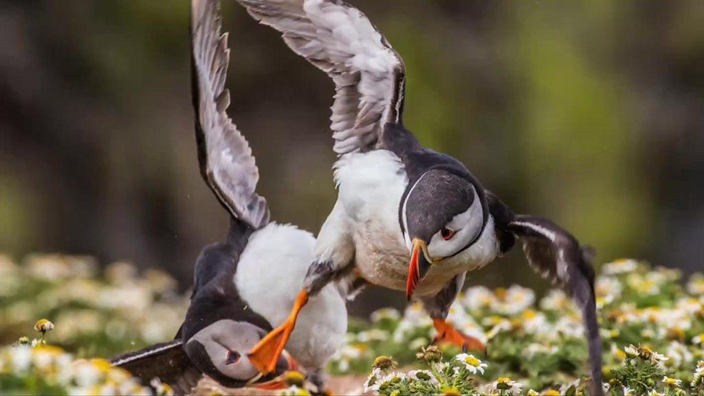 Puffins