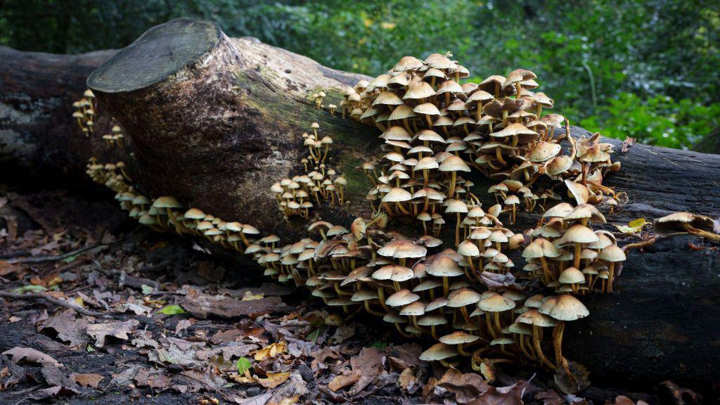 Scaly Wood Mushrooms (Agaricus augustus) are seen on a dead tree trunk lying on the floor of a south London wood. They are edible but should be thoroughly cooked and used within 48 hours of picking. 