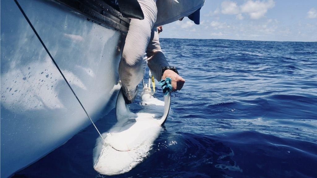 Tags on sharks can track their movements