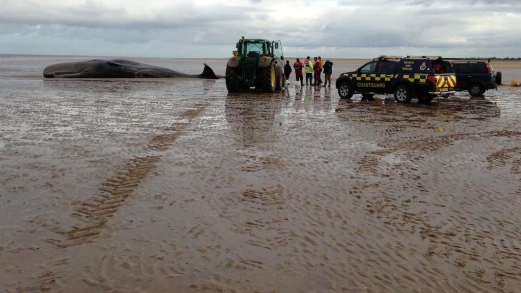 Stranded whale