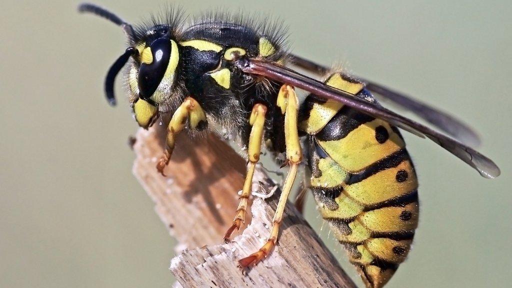 Vespula germanica