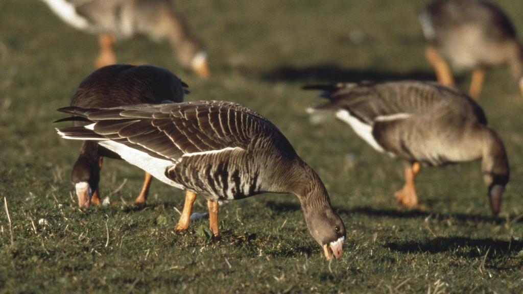 White-fronted goose Anser albifrons, feeding flock, Islay