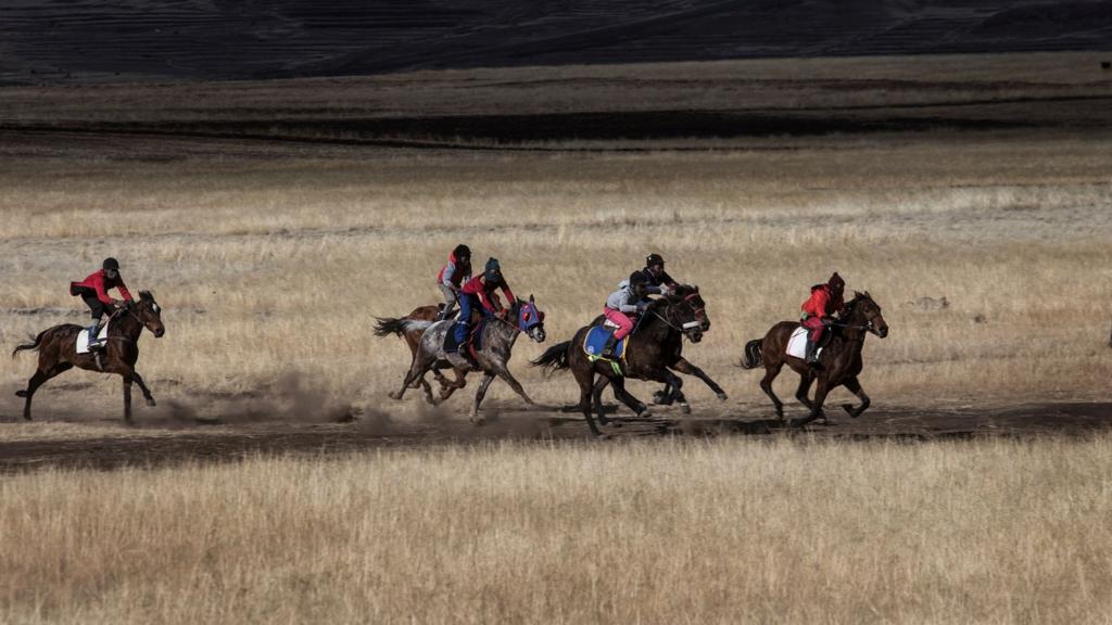 Horses in Lesotho