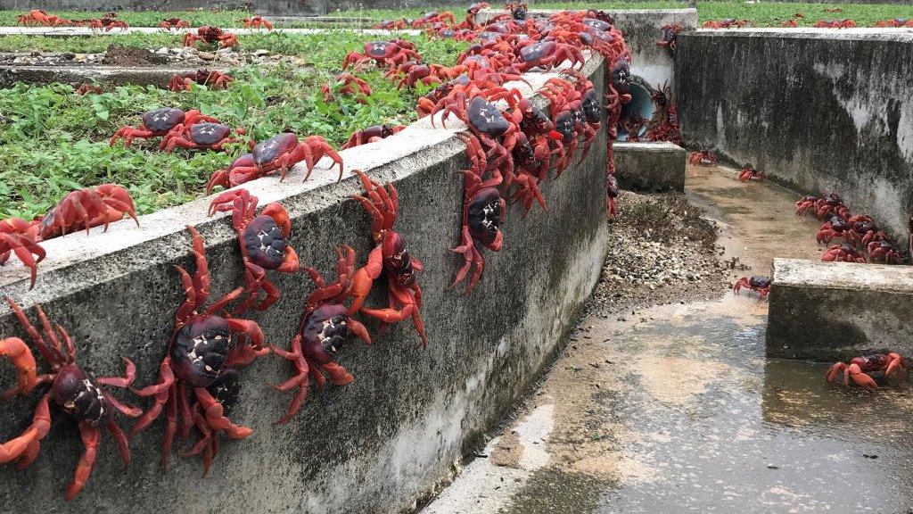 Christmas Island red crabs migrate to the sea to mate