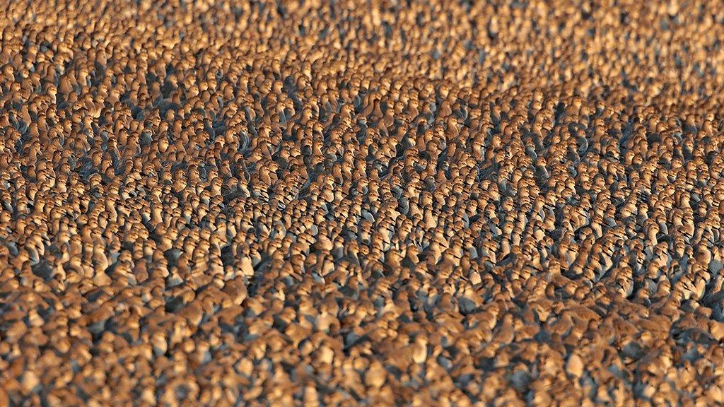 Knot at RSPB Snettisham