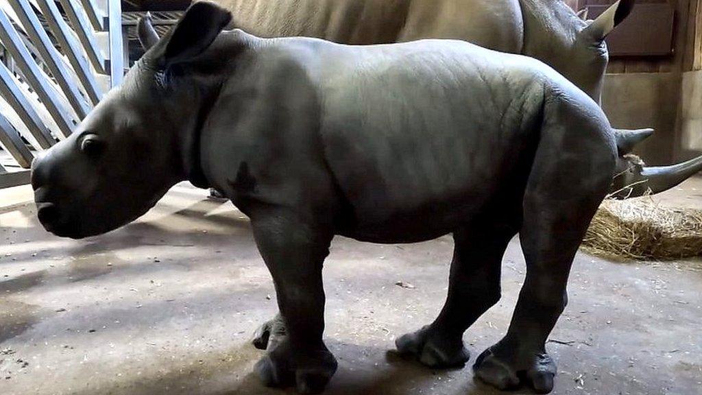 Southern white rhino calf with mother