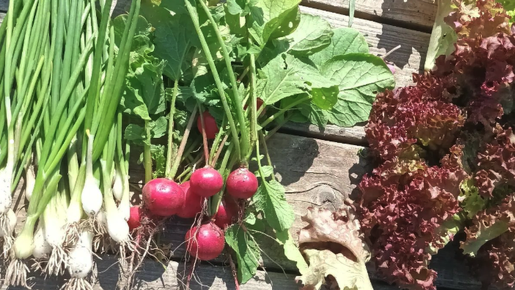 Onions, radishes and lettuce grown at the community garden