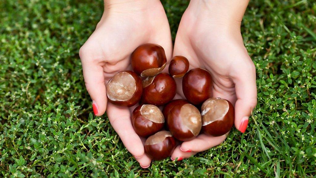 A handful of conkers