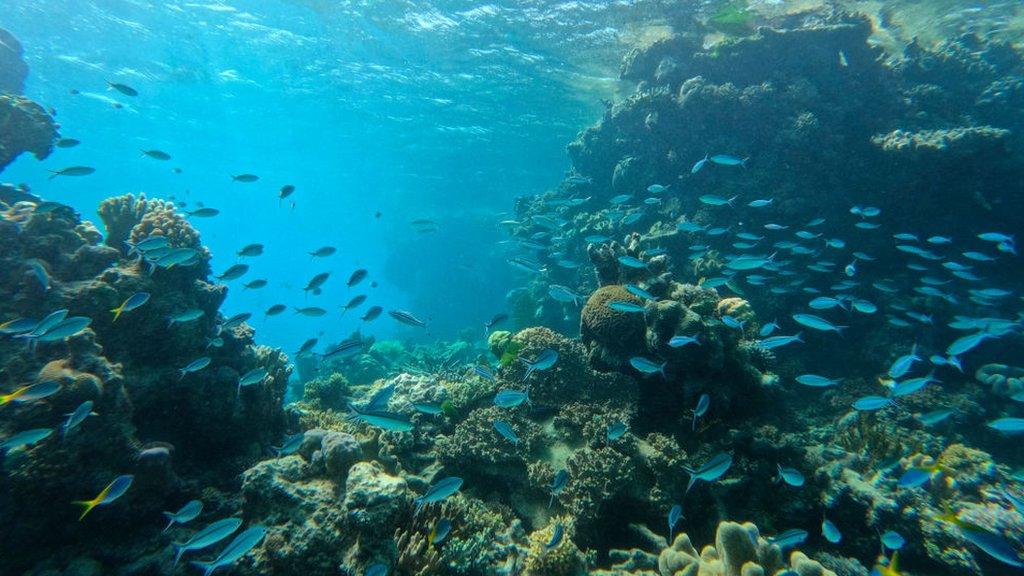 A school of fish swimming through the Great Barrier Reef