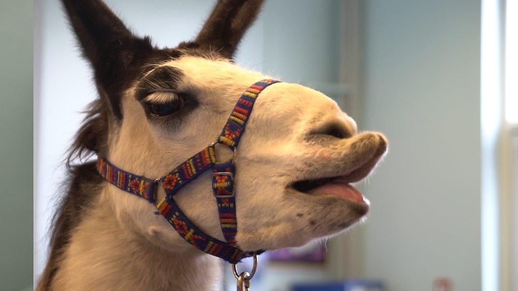 Llama in a classroom