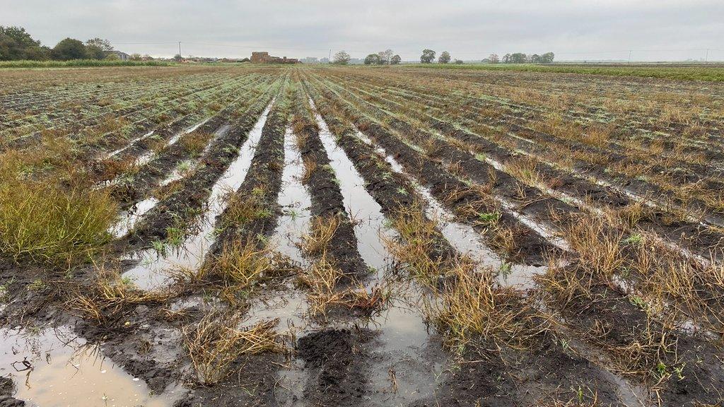 wet farm land