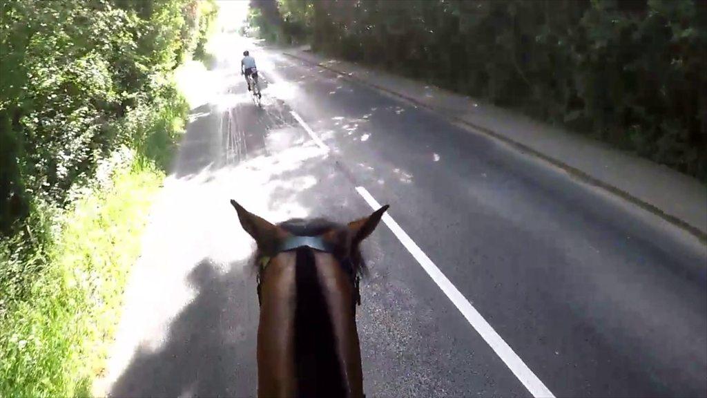 Horse dashcam