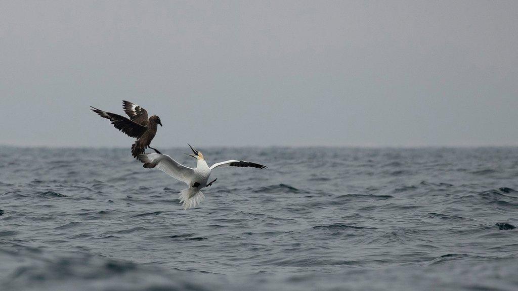 Skua versus gannet