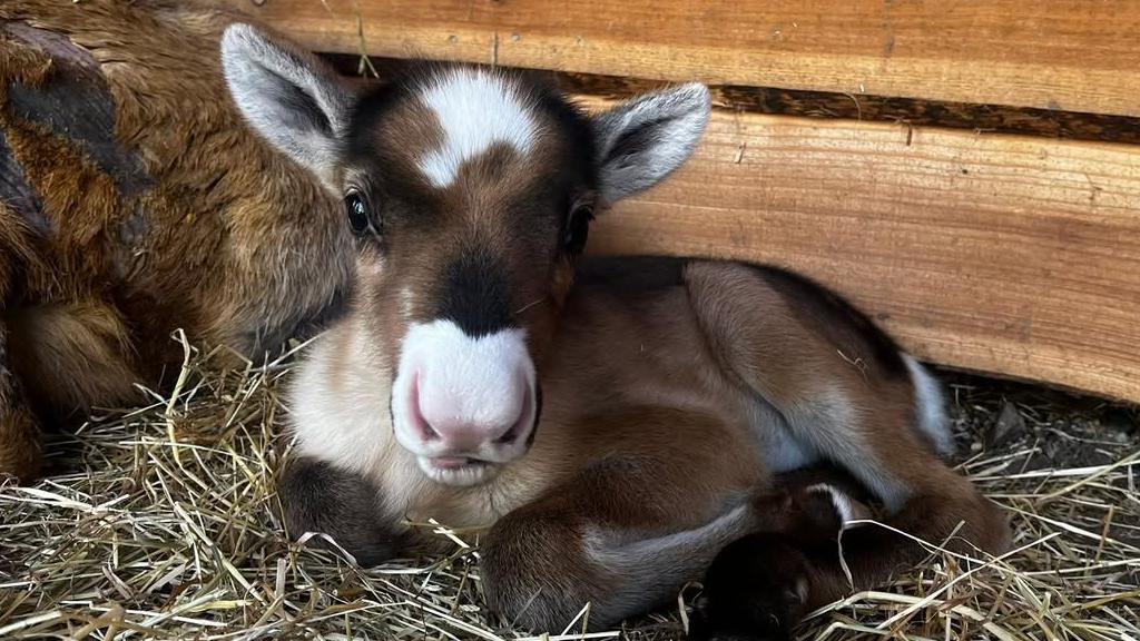 A small brown and white baby reindeer sits on some hay. There is some wood panelling and another animal just behind.