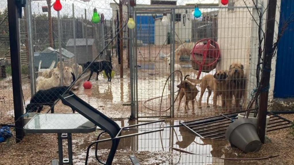 Fallen chairs and other debris lie on the waterlogged ground in front of a roofless shelter housing several dogs of different breeds. 