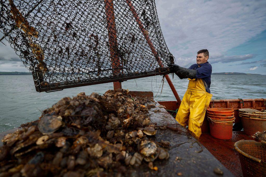 A fisherman in yellow overalls on a boat on water holds a large fishing net. A large pile of oysters is on the side of the boat underneath the net. On the boat there are red buckets.