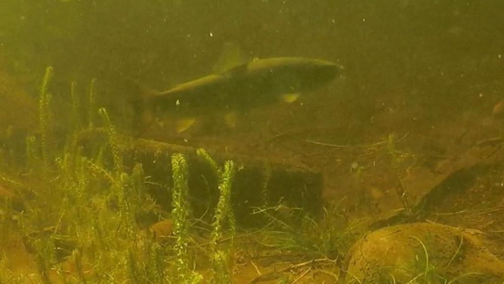 The fish is pictured underwater. The water has a greenish-brown tinge. There are rocks on the bottom of the loch and aquatic plants.