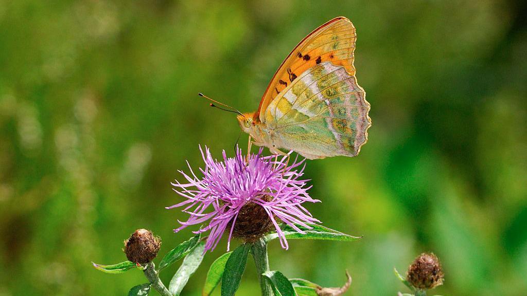 Silver-washed Fritillary on a flower.