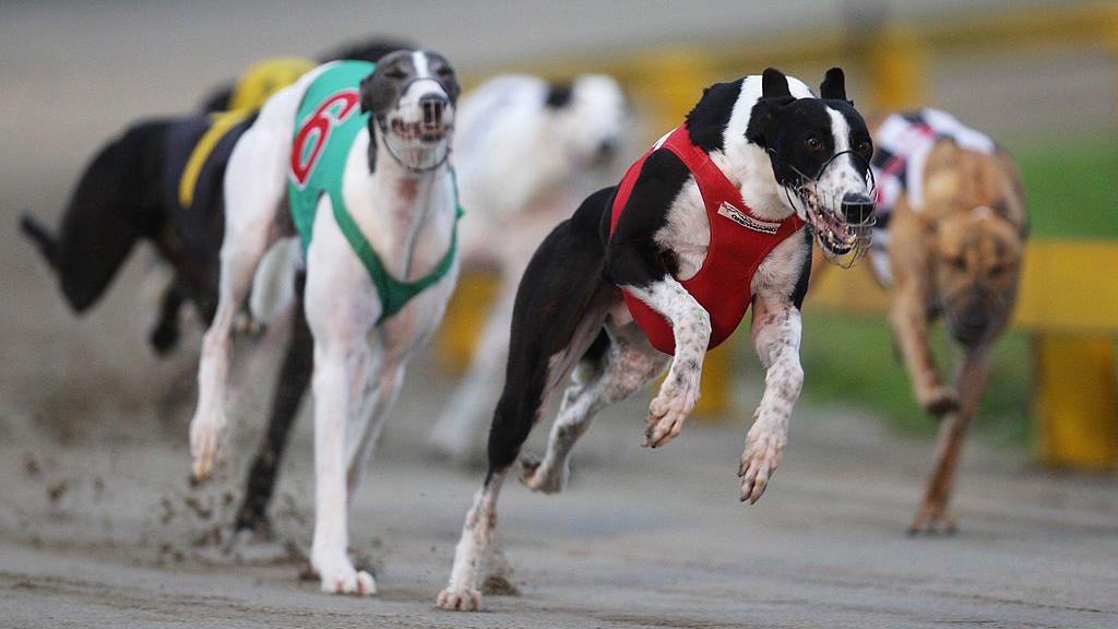 A race during the 2009 Greyhound Auckland Cup