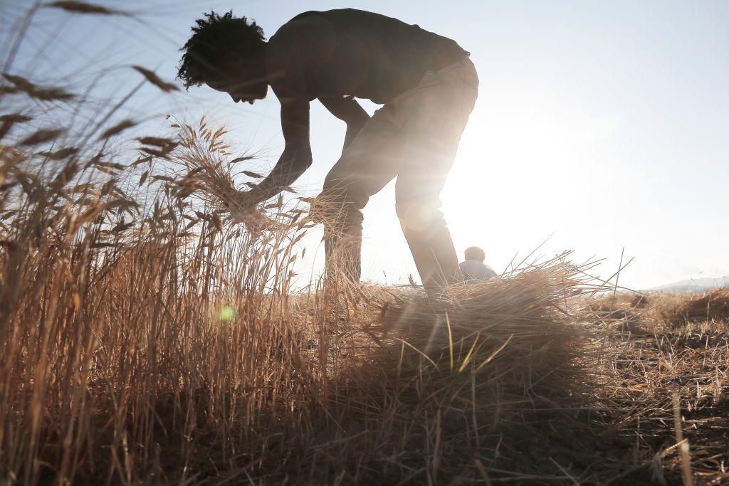 A man harvests wheat by hand in a field in Dhmar province, Yemen. The sun is low in the sky behind him.