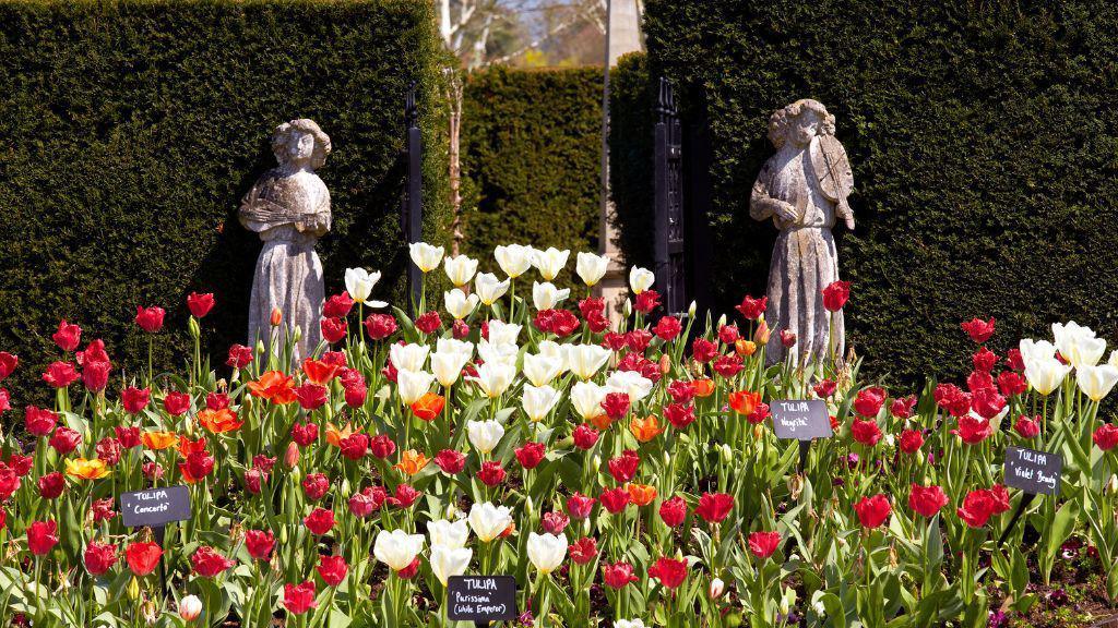 Flowers at Hever Castle